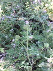 Phacelia cicutaria