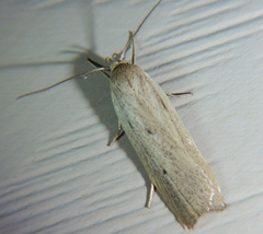 Gonioterma mistrella