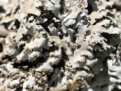 Physconia grumosa