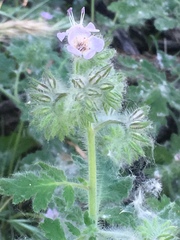 Phacelia cicutaria