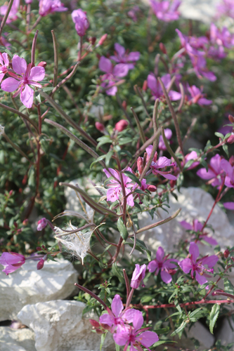 Chamaenerion colchicum