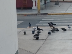 Columba livia