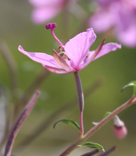 Chamaenerion colchicum