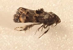 Corocosma memorabilis