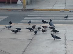 Columba livia
