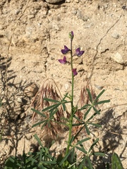 Lupinus truncatus