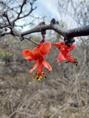 Erythrostemon melanadenius
