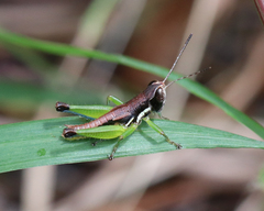 Methiolopsis geniculata