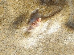 Amalda depressa