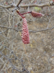 Erythrostemon melanadenius