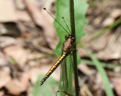 Suhpalacsa subtrahens