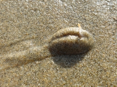 Amalda depressa