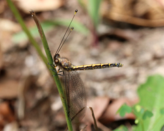 Suhpalacsa subtrahens