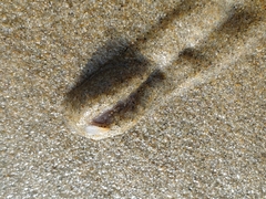 Amalda depressa