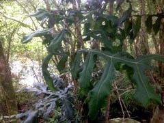 Stenocarpus sinuatus
