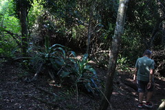 Dracaena aletriformis