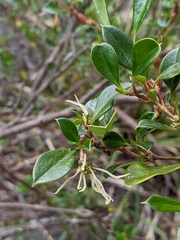 Coprosma hirtella