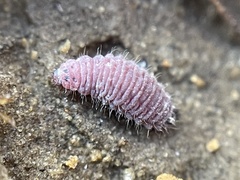 Hyperaspis trifurcata