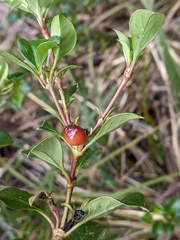 Coprosma hirtella