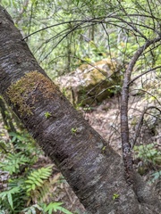 Micrantheum hexandrum