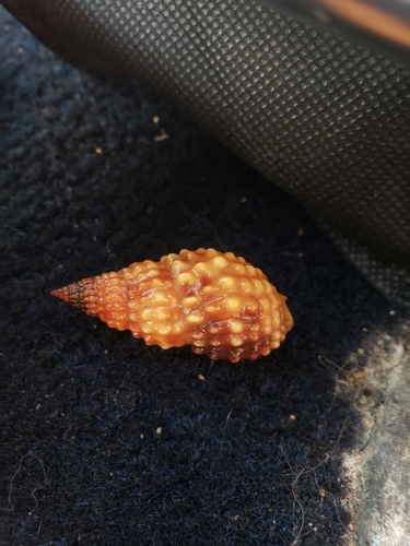 Nassarius papillosus observed 2021-12-26