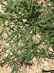 Lupinus truncatus