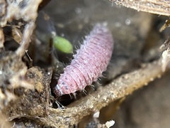 Hyperaspis trifurcata