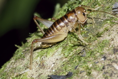 Hemiandrus pallitarsis