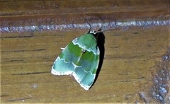 Lasiolopha saturata