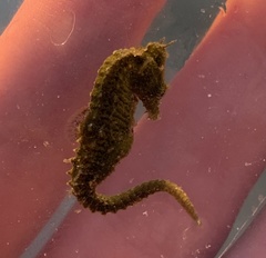 Hippocampus zosterae