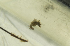 Hippocampus zosterae