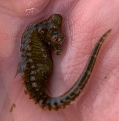 Hippocampus zosterae