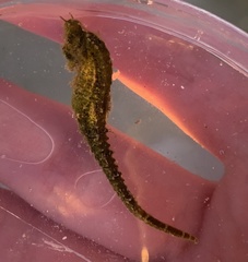 Hippocampus zosterae