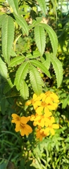 Tagetes lemmonii