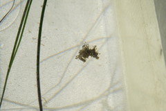 Hippocampus zosterae