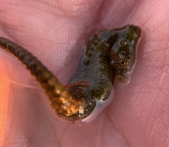 Hippocampus zosterae