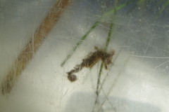 Hippocampus zosterae