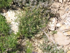 Plantago sempervirens