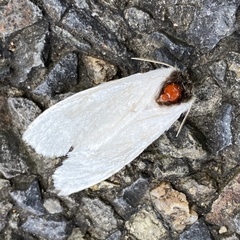 Trichiocercus mesomelas