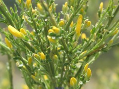 Genista versicolor