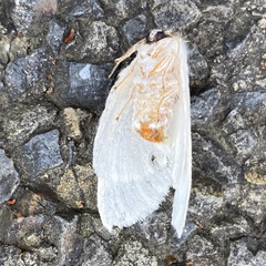 Trichiocercus mesomelas