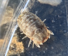 Sphaeroma quadridentatum