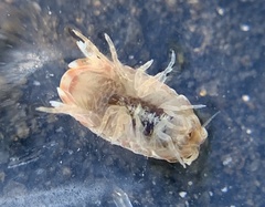 Sphaeroma quadridentatum
