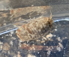 Sphaeroma quadridentatum