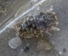 Sphaeroma quadridentatum