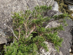 Podocarpus lawrencei