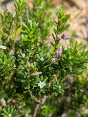 Podocarpus lawrencei