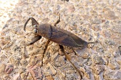 Lethocerus annulipes