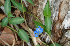 Commelina cyanea