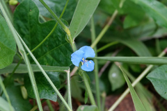 Commelina cyanea